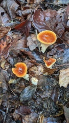 Turbinellus floccosus