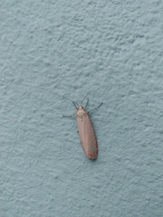 Utetheisa ornatrix