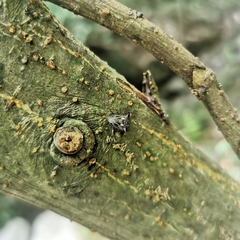 Alcimocoris japonensis