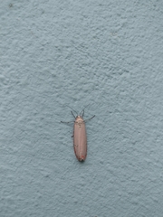 Utetheisa ornatrix