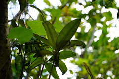 Calophyllum tacamahaca