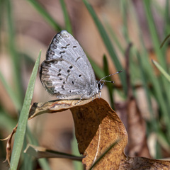 Celastrina ladon