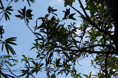 Calophyllum tacamahaca