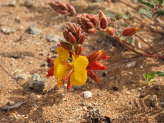 Hoffmannseggia doellii