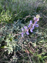 Lupinus