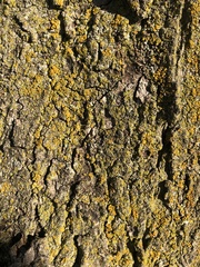 Candelariaceae