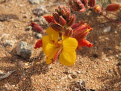 Hoffmannseggia doellii