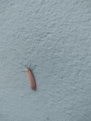 Utetheisa ornatrix