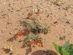 Hoffmannseggia doellii