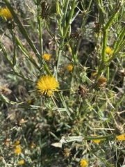 Centaurea solstitialis