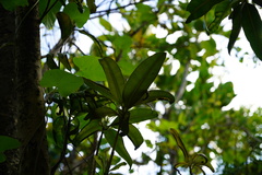 Calophyllum tacamahaca