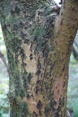 Calophyllum tacamahaca