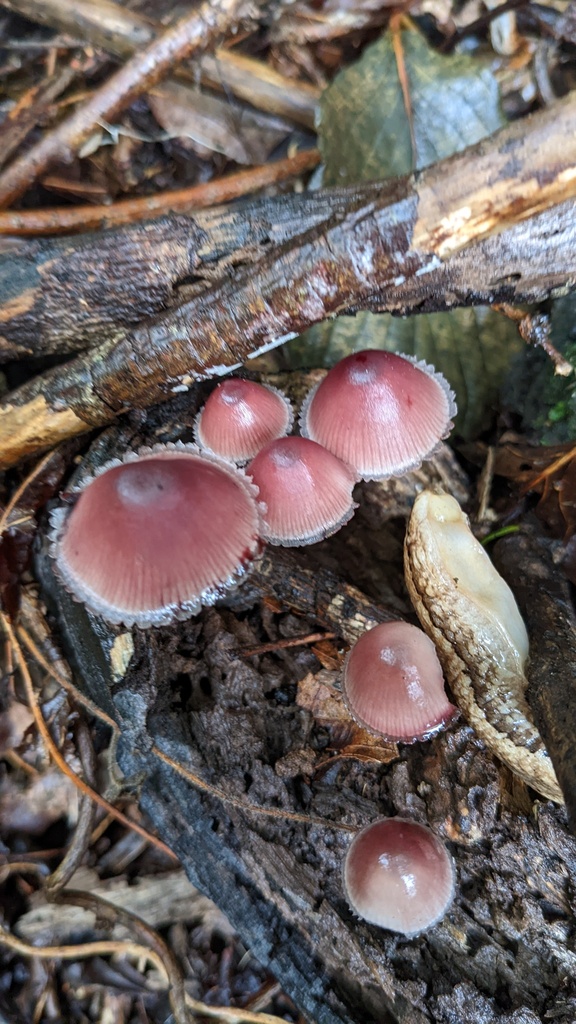 Mycena haematopus · October 2022 · photo: © atsushi_nakajima_cirque (iNaturalist, cc-by)
