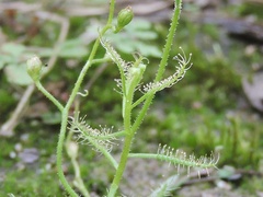 Drosera indica