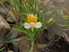 Alstroemeria graminea