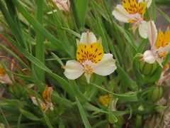 Alstroemeria graminea