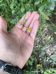 Bidens bipinnata