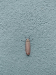 Utetheisa ornatrix