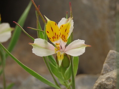 Alstroemeria graminea