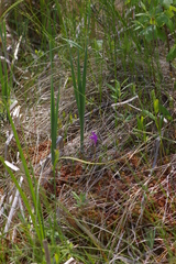 Arethusa bulbosa
