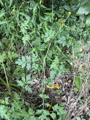 Bidens bipinnata