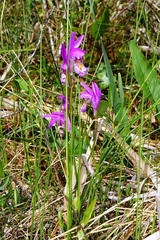 Arethusa bulbosa