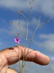 Cyphomeris gypsophiloides