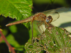 Crocothemis erythraea