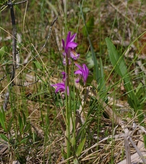 Arethusa bulbosa