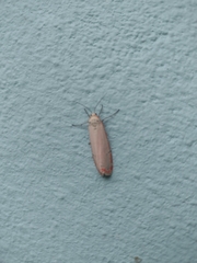 Utetheisa ornatrix