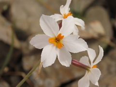 Leucocoryne coronata