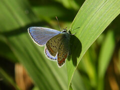 Polyommatus icarus