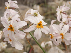 Leucocoryne coronata