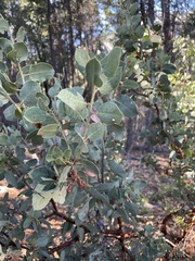 Arctostaphylos viscida mariposa