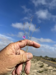 Cyphomeris gypsophiloides