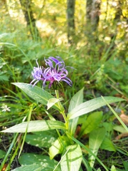 Centaurea montana