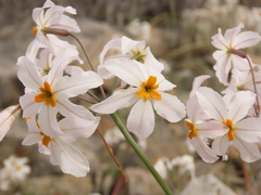 Leucocoryne coronata