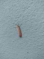 Utetheisa ornatrix