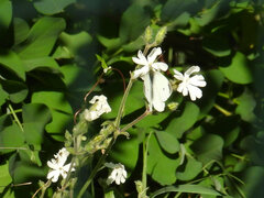 Pieris rapae