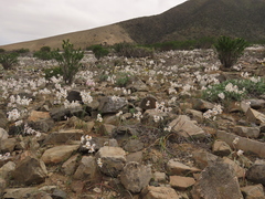 Leucocoryne coronata