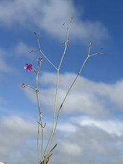 Cyphomeris gypsophiloides