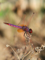 Trithemis annulata