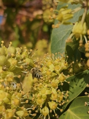 Colletes hederae