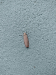 Utetheisa ornatrix