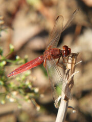 Crocothemis erythraea