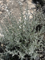 Leucophyllum minus