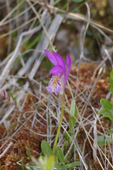 Arethusa bulbosa