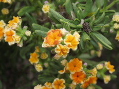 Heliotropium floridum