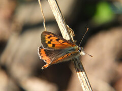 Lycaena phlaeas