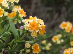 Heliotropium floridum